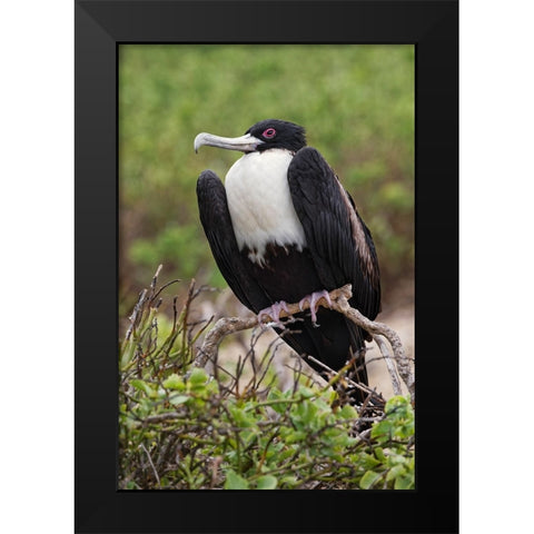 Female Great frigatebird-Genovesa Island-Ecuador Black Modern Wood Framed Art Print by Jones, Adam
