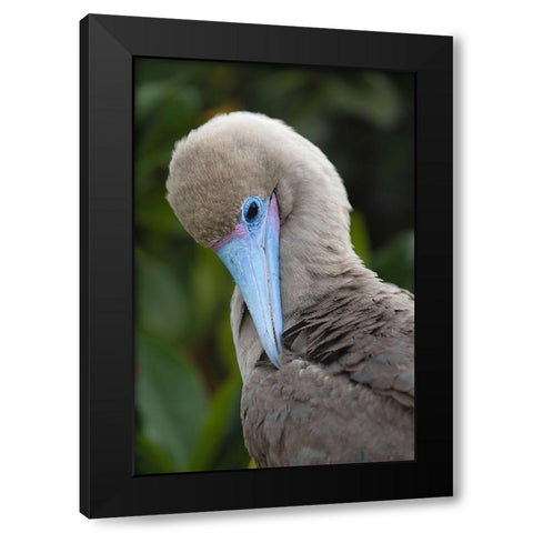 Red-footed booby nestling Genovesa Island-Galapagos Islands-Ecuador Black Modern Wood Framed Art Print with Double Matting by Jones, Adam