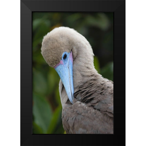 Red-footed booby nestling Genovesa Island-Galapagos Islands-Ecuador Black Modern Wood Framed Art Print by Jones, Adam