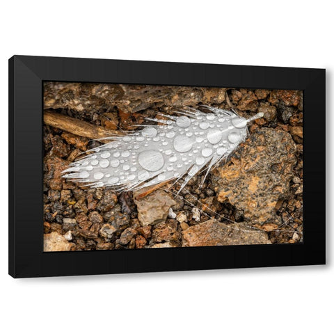Nazca booby feather on ground with water drops Genovesa Island-Galapagos Islands-Ecuador Black Modern Wood Framed Art Print with Double Matting by Jones, Adam