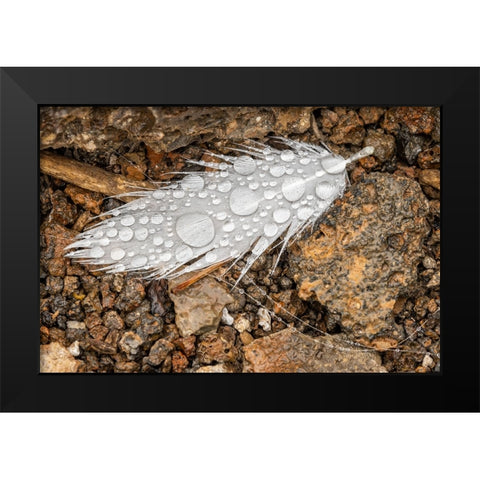 Nazca booby feather on ground with water drops Genovesa Island-Galapagos Islands-Ecuador Black Modern Wood Framed Art Print by Jones, Adam