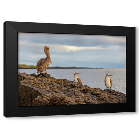 Blue-footed booby and brown pelican-Ecuador-Galapagos Islands-Santa Cruz Island Black Modern Wood Framed Art Print with Double Matting by Jones, Adam
