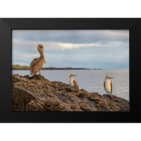 Blue-footed booby and brown pelican-Ecuador-Galapagos Islands-Santa Cruz Island Black Modern Wood Framed Art Print by Jones, Adam