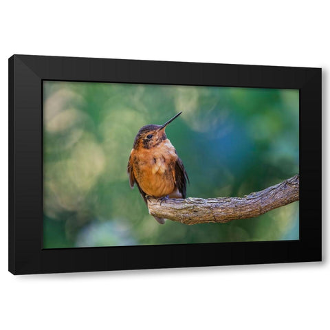 Shining sunbeam-Ecuador Black Modern Wood Framed Art Print by Jones, Adam