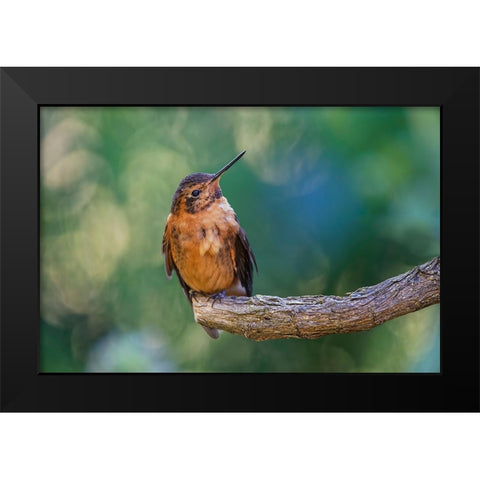 Shining sunbeam-Ecuador Black Modern Wood Framed Art Print by Jones, Adam