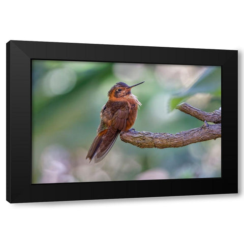 Shining sunbeam-Ecuador Black Modern Wood Framed Art Print by Jones, Adam