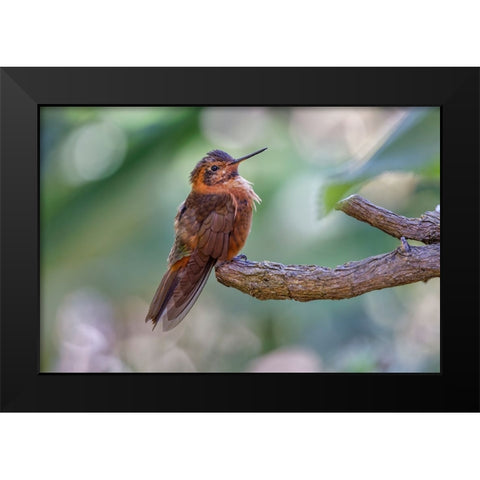 Shining sunbeam-Ecuador Black Modern Wood Framed Art Print by Jones, Adam