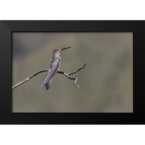 Giant hummingbird perched-Ecuador Black Modern Wood Framed Art Print by Jones, Adam