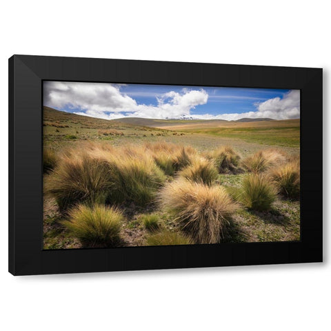 Paramo grass-Antisana Ecological Reserve-Ecuador Black Modern Wood Framed Art Print by Jones, Adam