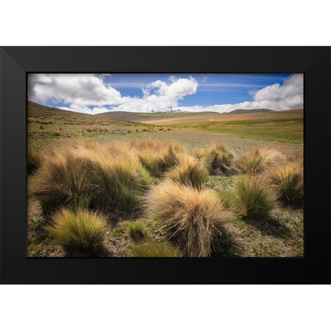 Paramo grass-Antisana Ecological Reserve-Ecuador Black Modern Wood Framed Art Print by Jones, Adam