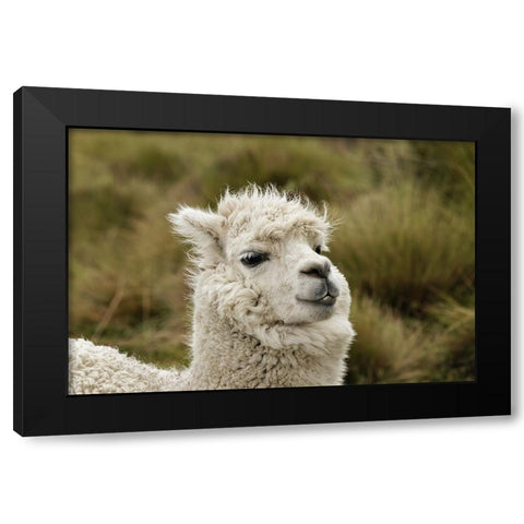Alpaca-Antisana Ecological Reserve-Ecuador Black Modern Wood Framed Art Print by Jones, Adam