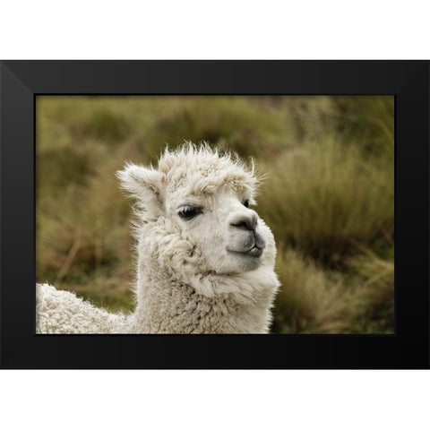 Alpaca-Antisana Ecological Reserve-Ecuador Black Modern Wood Framed Art Print by Jones, Adam