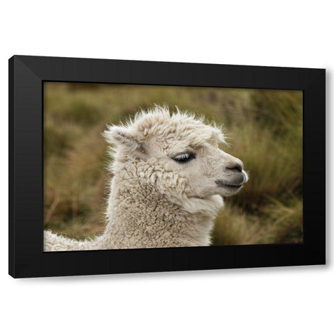 Alpaca-Antisana Ecological Reserve-Ecuador Black Modern Wood Framed Art Print with Double Matting by Jones, Adam
