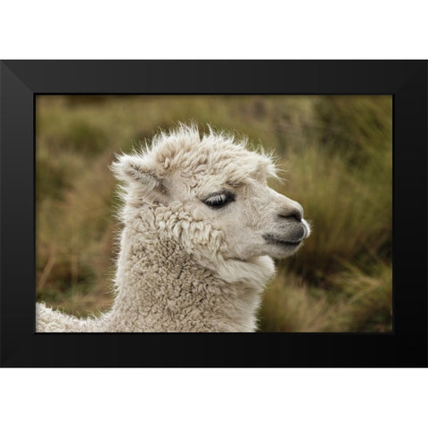 Alpaca-Antisana Ecological Reserve-Ecuador Black Modern Wood Framed Art Print by Jones, Adam