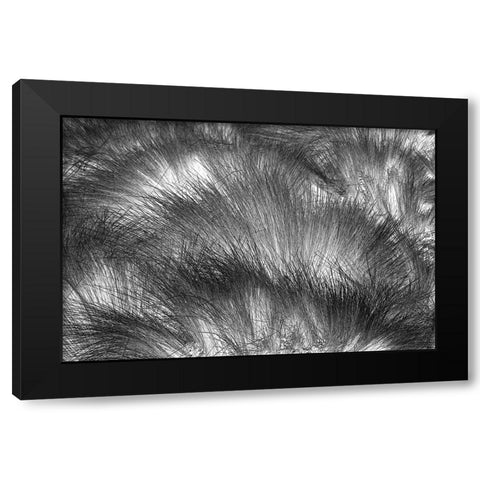 Paramo grass-Antisana Ecological Reserve-Ecuador Black Modern Wood Framed Art Print with Double Matting by Jones, Adam