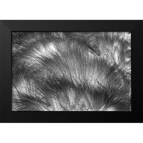 Paramo grass-Antisana Ecological Reserve-Ecuador Black Modern Wood Framed Art Print by Jones, Adam