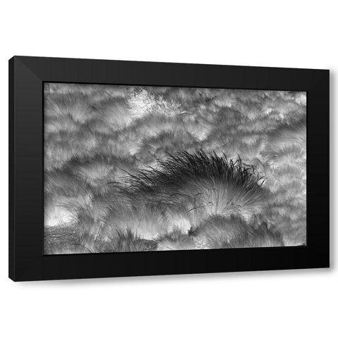 Paramo grass-Antisana Ecological Reserve-Ecuador Black Modern Wood Framed Art Print by Jones, Adam