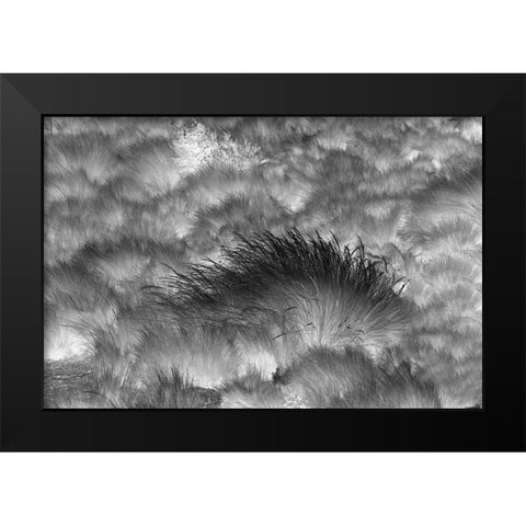 Paramo grass-Antisana Ecological Reserve-Ecuador Black Modern Wood Framed Art Print by Jones, Adam
