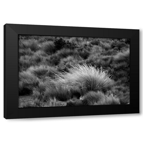 Paramo grass-Antisana Ecological Reserve-Ecuador Black Modern Wood Framed Art Print by Jones, Adam
