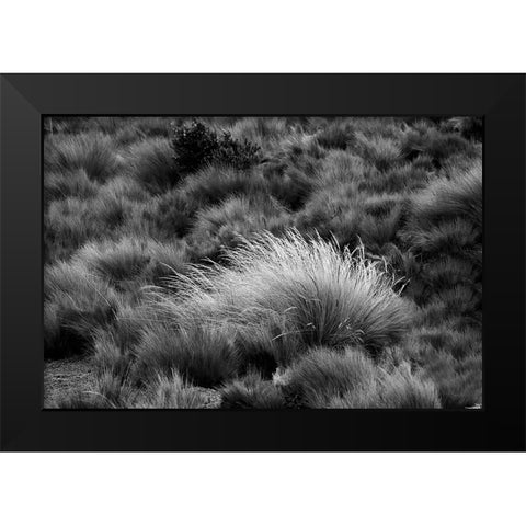 Paramo grass-Antisana Ecological Reserve-Ecuador Black Modern Wood Framed Art Print by Jones, Adam