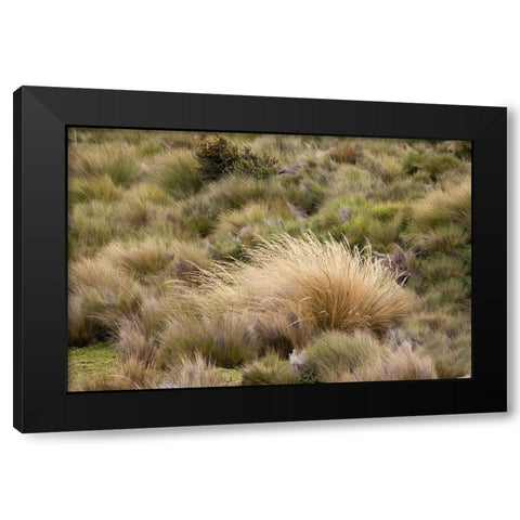 Paramo grass-Antisana Ecological Reserve-Ecuador Black Modern Wood Framed Art Print by Jones, Adam