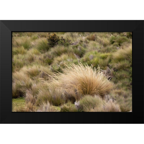 Paramo grass-Antisana Ecological Reserve-Ecuador Black Modern Wood Framed Art Print by Jones, Adam