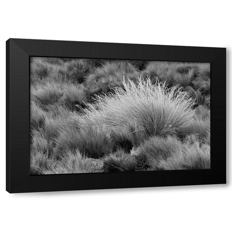 Paramo grass-Antisana Ecological Reserve-Ecuador Black Modern Wood Framed Art Print by Jones, Adam