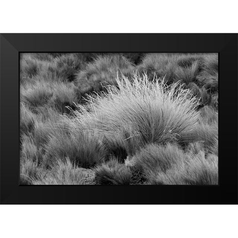 Paramo grass-Antisana Ecological Reserve-Ecuador Black Modern Wood Framed Art Print by Jones, Adam