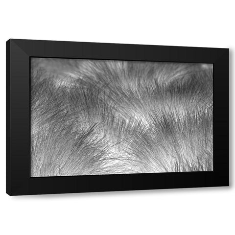 Paramo grass-Antisana Ecological Reserve-Ecuador Black Modern Wood Framed Art Print with Double Matting by Jones, Adam