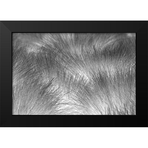 Paramo grass-Antisana Ecological Reserve-Ecuador Black Modern Wood Framed Art Print by Jones, Adam