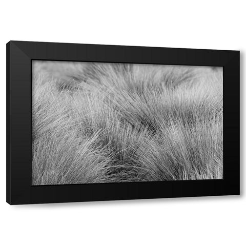 Paramo grass-Antisana Ecological Reserve-Ecuador Black Modern Wood Framed Art Print with Double Matting by Jones, Adam