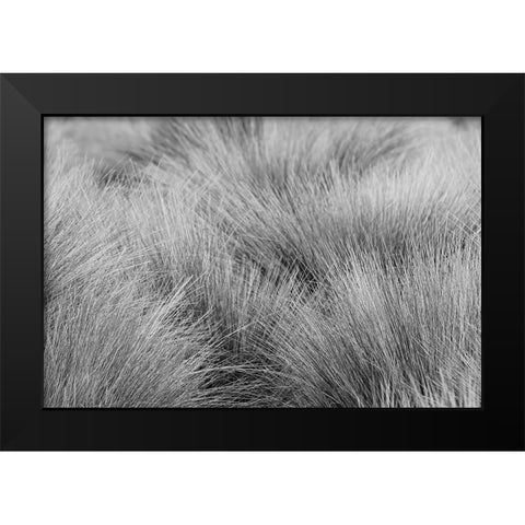 Paramo grass-Antisana Ecological Reserve-Ecuador Black Modern Wood Framed Art Print by Jones, Adam