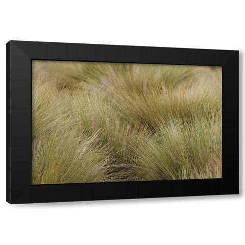 Paramo grass-Antisana Ecological Reserve-Ecuador Black Modern Wood Framed Art Print with Double Matting by Jones, Adam