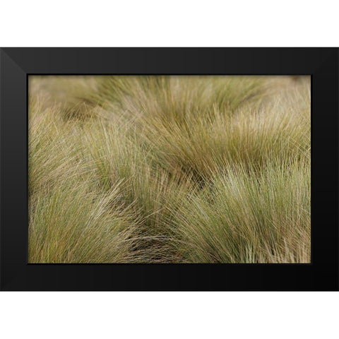 Paramo grass-Antisana Ecological Reserve-Ecuador Black Modern Wood Framed Art Print by Jones, Adam