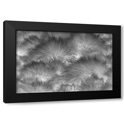 Paramo grass-Antisana Ecological Reserve-Ecuador Black Modern Wood Framed Art Print by Jones, Adam