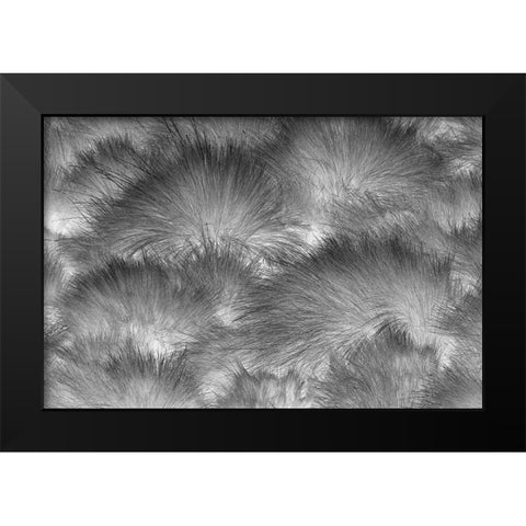 Paramo grass-Antisana Ecological Reserve-Ecuador Black Modern Wood Framed Art Print by Jones, Adam