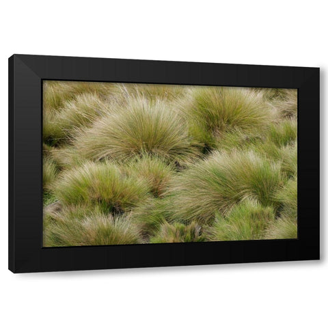 Paramo grass-Antisana Ecological Reserve-Ecuador Black Modern Wood Framed Art Print by Jones, Adam