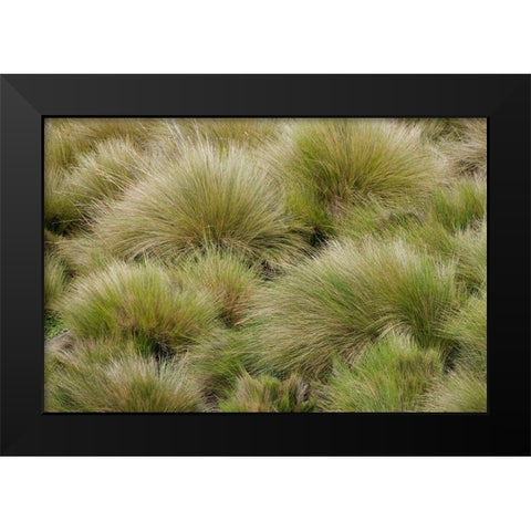 Paramo grass-Antisana Ecological Reserve-Ecuador Black Modern Wood Framed Art Print by Jones, Adam