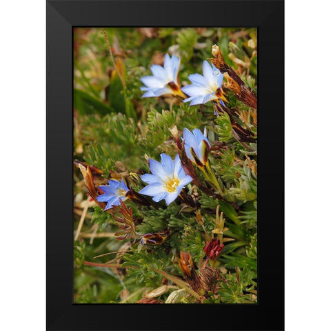 Ground cover-Antisana Ecological Reserve-Ecuador Black Modern Wood Framed Art Print by Jones, Adam