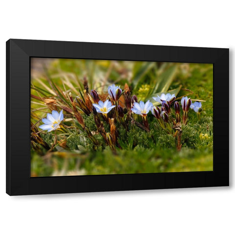 Ground cover-Antisana Ecological Reserve-Ecuador Black Modern Wood Framed Art Print by Jones, Adam