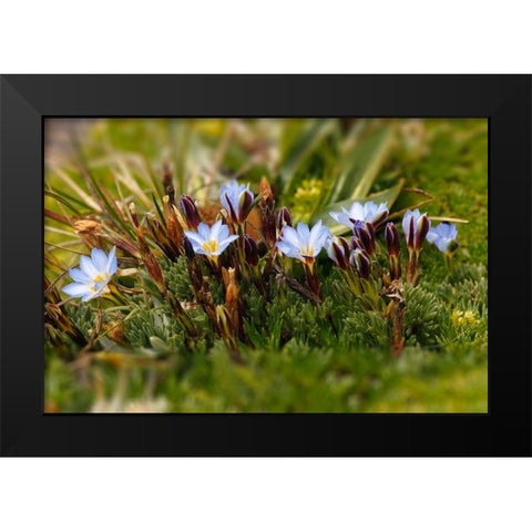 Ground cover-Antisana Ecological Reserve-Ecuador Black Modern Wood Framed Art Print by Jones, Adam