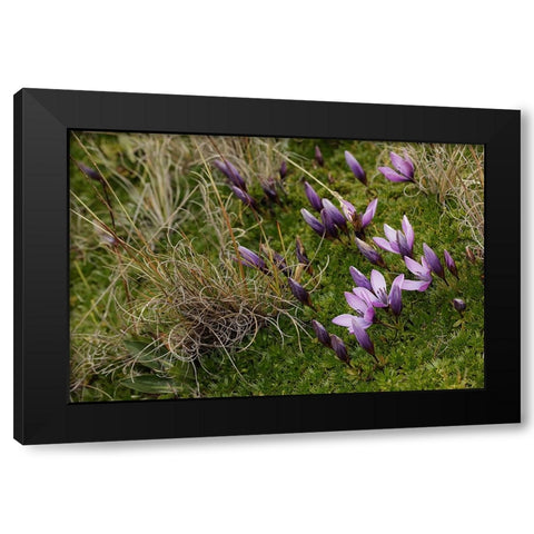 Gentian flowers-Antisana National Park-Ecuador Black Modern Wood Framed Art Print by Jones, Adam