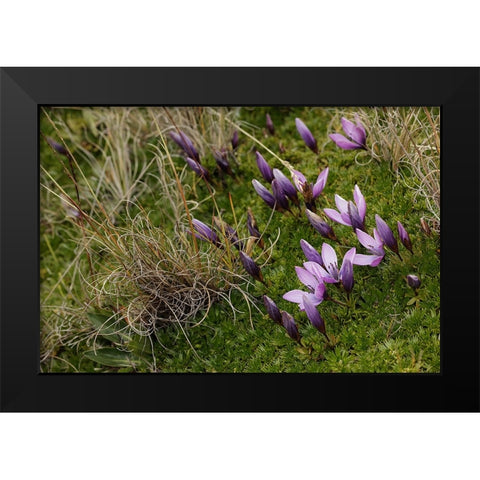 Gentian flowers-Antisana National Park-Ecuador Black Modern Wood Framed Art Print by Jones, Adam