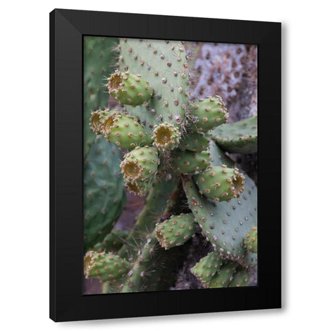 Opuntia prickly pear cactus-South Plaza Island-Galapagos Islands-Ecuador Black Modern Wood Framed Art Print by Jones, Adam