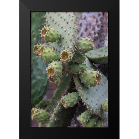 Opuntia prickly pear cactus-South Plaza Island-Galapagos Islands-Ecuador Black Modern Wood Framed Art Print by Jones, Adam