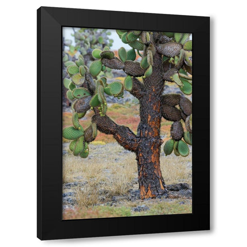 Carpet weed along with Opuntia prickly pear cactus-South Plaza Island-Galapagos Islands-Ecuador Black Modern Wood Framed Art Print with Double Matting by Jones, Adam