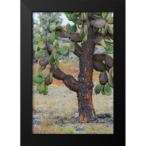 Carpet weed along with Opuntia prickly pear cactus-South Plaza Island-Galapagos Islands-Ecuador Black Modern Wood Framed Art Print by Jones, Adam