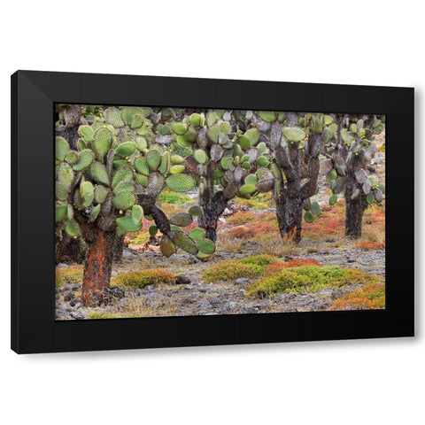 Carpet weed along with Opuntia prickly pear cactus-South Plaza Island-Galapagos Islands-Ecuador Black Modern Wood Framed Art Print by Jones, Adam