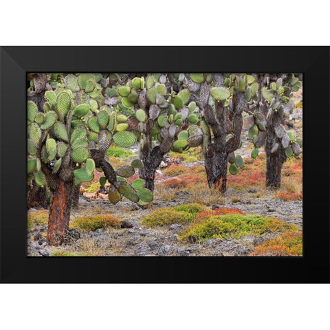 Carpet weed along with Opuntia prickly pear cactus-South Plaza Island-Galapagos Islands-Ecuador Black Modern Wood Framed Art Print by Jones, Adam