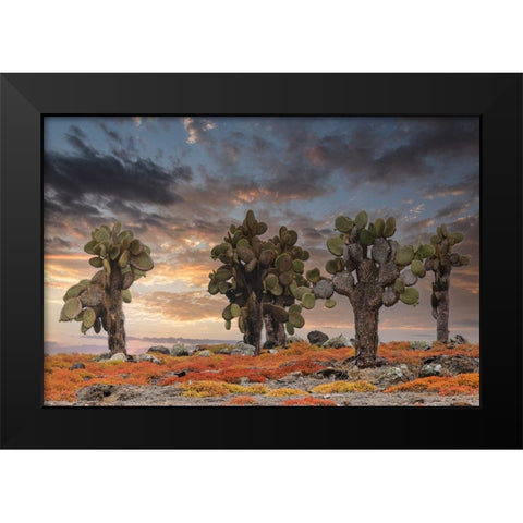Carpet weed along with Opuntia prickly pear cactus at sunset-South Plaza Island-Galapagos Islands Black Modern Wood Framed Art Print by Jones, Adam